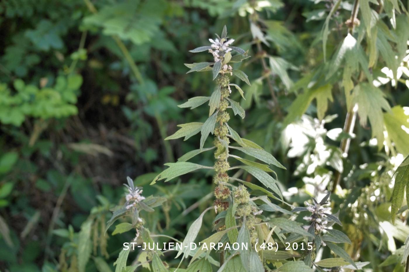 Motherwort plant